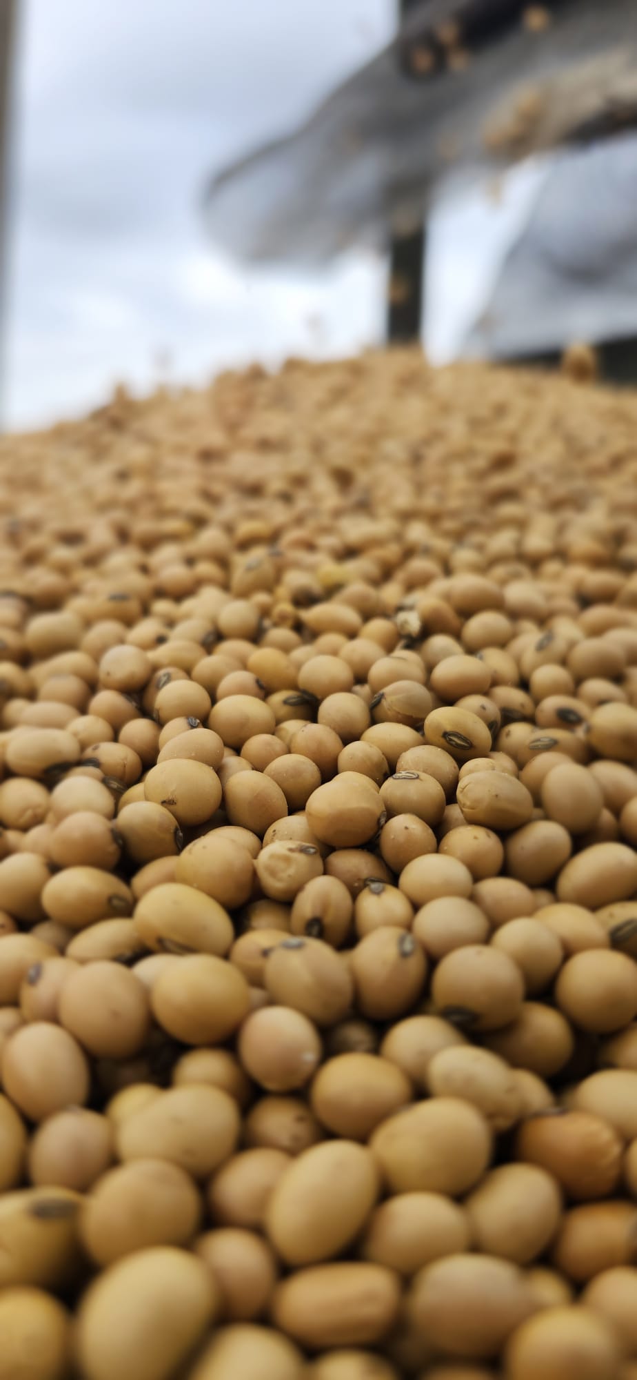 Roasted high-oleic soybeans.